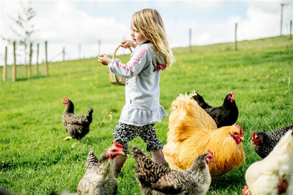 Collect the eggs for your breakfast at Bampfield Farm cottages EX327NR